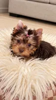 Kiki, a female Yorkshire Terrier for sale in Perris, CA – 6 of 8
