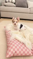 Mable , a female Yorkshire Terrier for sale in Perris, CA – 5 of 10