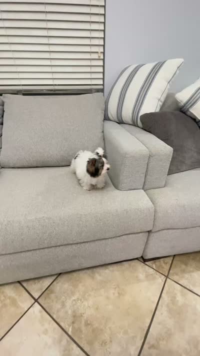 Mimi , a female Yorkshire Terrier for sale in Perris, CA – 9 of 9