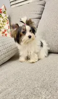 Mimi , a female Yorkshire Terrier for sale in Perris, CA – 7 of 9