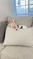 Mable , a female Yorkshire Terrier for sale in Perris, CA – 10 of 10