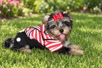 Rocky , a male Yorkshire Terrier for sale in Perris, CA – 6 of 8