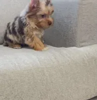Bebe, a male Yorkshire Terrier for sale in Perris, CA – 5 of 10