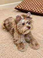 Domino , a male Yorkshire Terrier for sale in Perris, CA – 3 of 7