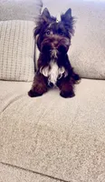 Andy, a male Yorkshire Terrier for sale in Perris, CA – 3 of 5