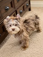 Domino , a male Yorkshire Terrier for sale in Perris, CA – 5 of 7