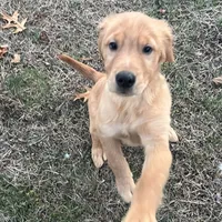 Clover, a male Golden Retriever for sale in Easthampton, MA – Photo 4 of 4