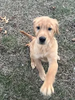 Clover, a male Golden Retriever for sale in Easthampton, MA – Photo 4 of 4