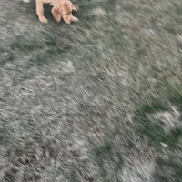 Clover, a male Golden Retriever for sale in Easthampton, MA – Photo 3 of 4