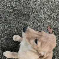 Clover, a male Golden Retriever for sale in Easthampton, MA – Photo 1 of 4