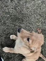 Clover, a male Golden Retriever for sale in Easthampton, MA – Photo 1 of 4