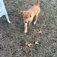 Clover, a male Golden Retriever for sale in Easthampton, MA – Photo 2 of 4