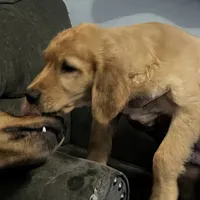 Simon, a male Golden Retriever for sale in Easthampton, MA – Photo 5 of 5