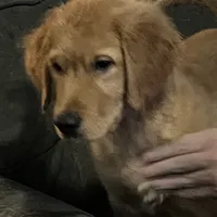 Simon, a male Golden Retriever for sale in Easthampton, MA – Photo 4 of 5