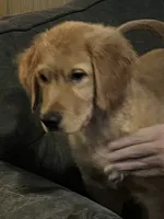 Simon, a male Golden Retriever for sale in Easthampton, MA – Photo 4 of 5