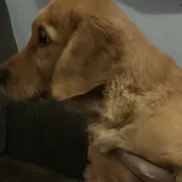 Simon, a male Golden Retriever for sale in Easthampton, MA – Photo 1 of 5