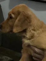 Simon, a male Golden Retriever for sale in Easthampton, MA – Photo 1 of 5