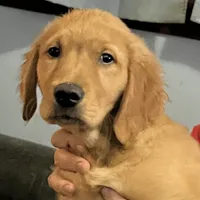 Simon, a male Golden Retriever for sale in Easthampton, MA – Photo 3 of 5