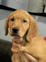 Simon, a male Golden Retriever for sale in Easthampton, MA – Photo 3 of 5