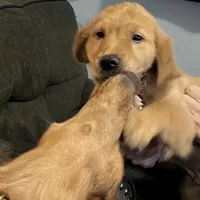 Simon, a male Golden Retriever for sale in Easthampton, MA – Photo 2 of 5