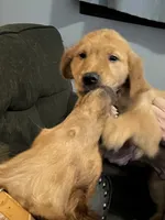 Simon, a male Golden Retriever for sale in Easthampton, MA – Photo 2 of 5