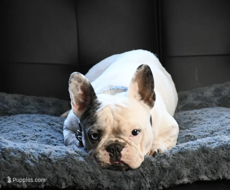 Annie – French Bulldog puppy for sale in Overton, TX