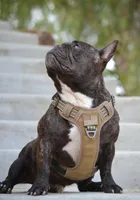 Tank, a male French Bulldog for sale in Overton, TX – 2 of 3