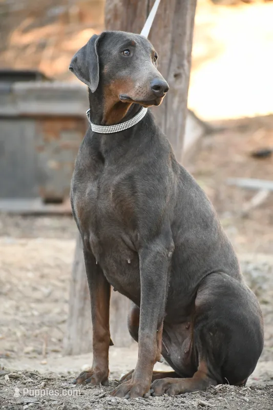 Mindy  – Doberman Pinscher puppy for sale in Overton, TX