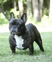 Tank, a male French Bulldog for sale in Overton, TX – 2 of 4