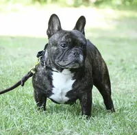 Tank, a male French Bulldog for sale in Overton, TX – 3 of 4