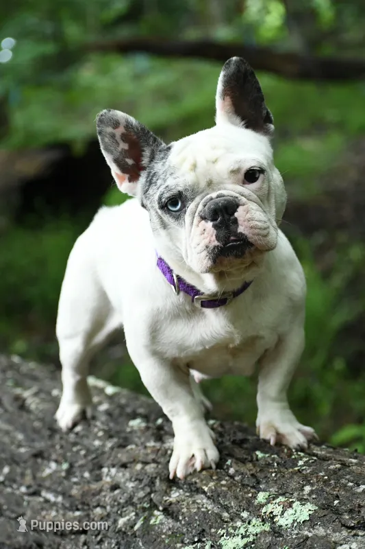 Annie – French Bulldog puppy for sale in Overton, TX