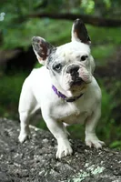 Annie, a female French Bulldog for sale in Overton, TX – 1 of 1