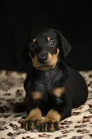 Joker, a male Doberman Pinscher for sale in Overton, TX – 2 of 6