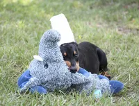 Joker, a male Doberman Pinscher for sale in Overton, TX – 2 of 3