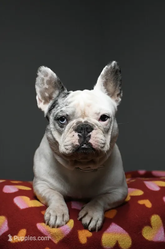 Annie – French Bulldog puppy for sale in Overton, TX