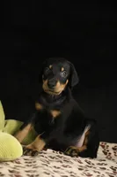 Joker, a male Doberman Pinscher for sale in Overton, TX – 6 of 6