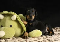 Joker, a male Doberman Pinscher for sale in Overton, TX – 5 of 6