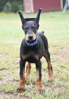 Maverick, a male Doberman Pinscher for sale in Overton, TX – 3 of 5