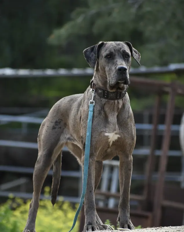 Jewel – Great Dane, Cane Corso puppy for sale in Overton, TX