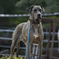 Jewel, a female Great Dane and Cane Corso for sale in Overton, TX – 1 of 3