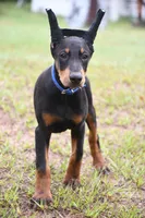 Maverick, a male Doberman Pinscher for sale in Overton, TX – 4 of 5