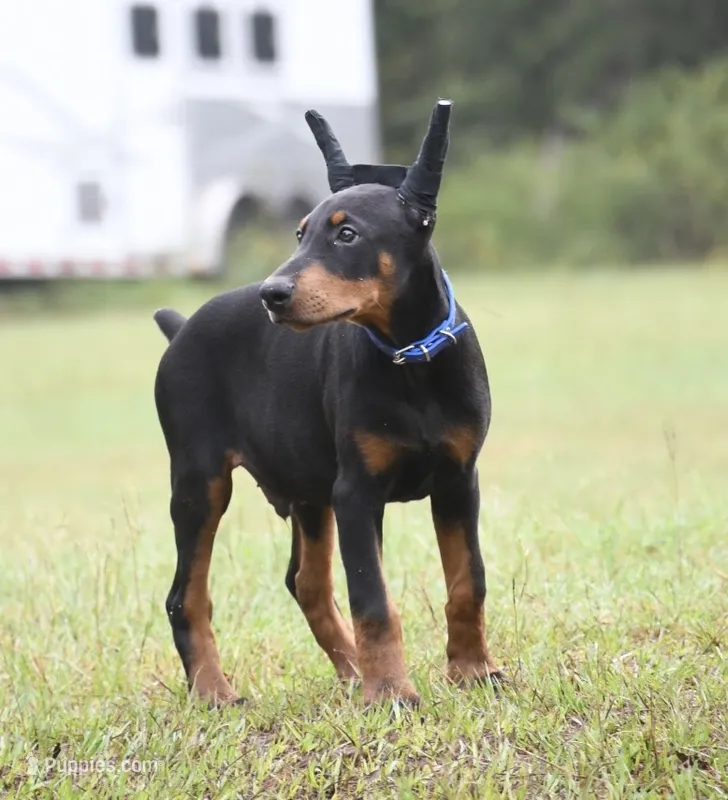 Maverick, a male Doberman Pinscher for sale in Overton, TX – 1 of 5
