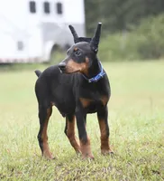 Maverick, a male Doberman Pinscher for sale in Overton, TX – 1 of 5