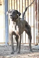 Jewel, a female Great Dane and Cane Corso for sale in Overton, TX – 2 of 3