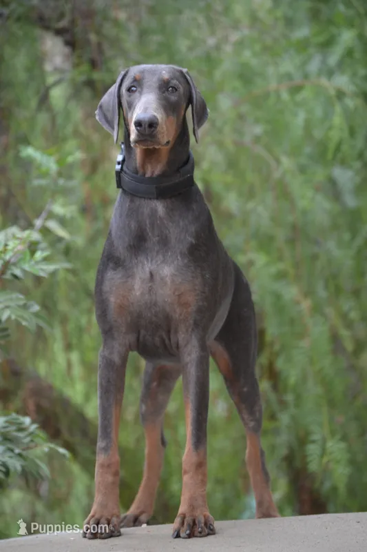 Mindy  – Doberman Pinscher puppy on hold in Overton, TX