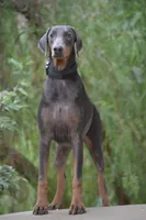 Mindy , a female Doberman Pinscher for sale in Overton, TX – 2 of 2