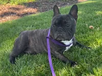 Tank, a male French Bulldog for sale in Overton, TX – 3 of 3