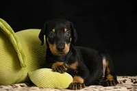 Joker, a male Doberman Pinscher for sale in Overton, TX – 4 of 6