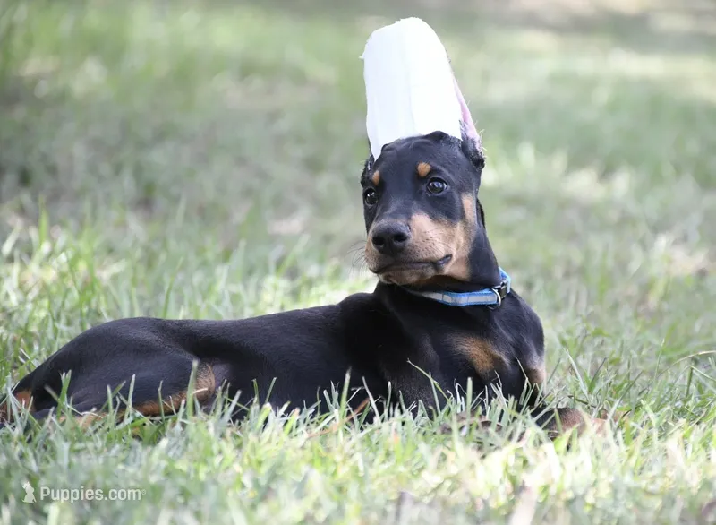 Joker – Doberman Pinscher puppy for sale in Overton, TX