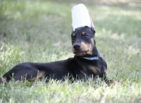 Joker, a male Doberman Pinscher for sale in Overton, TX – 1 of 3